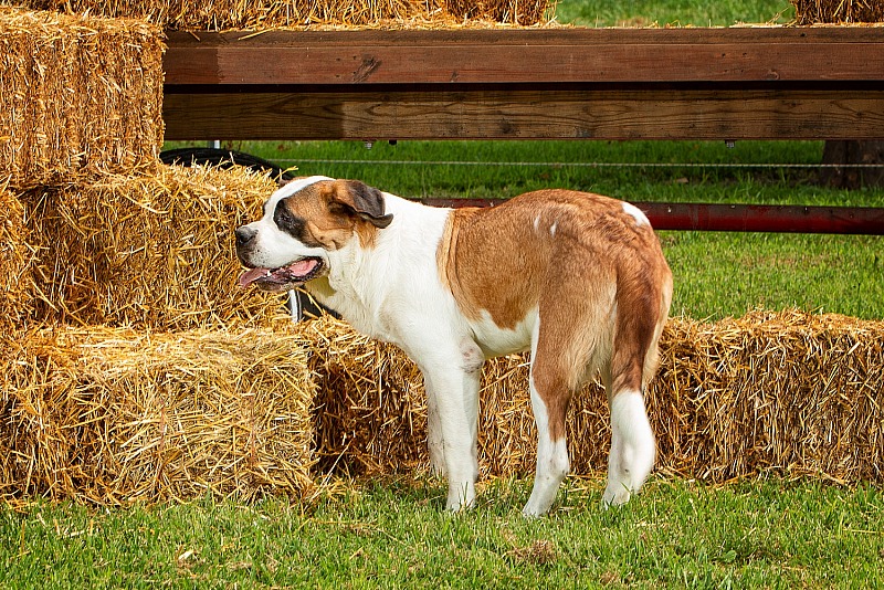 Von duewer sale haus saint bernards