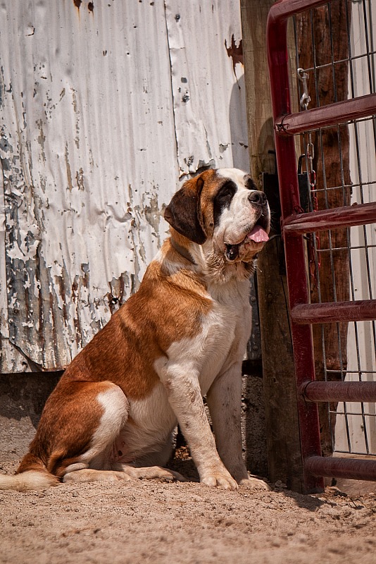 Von duewer sale haus saint bernards