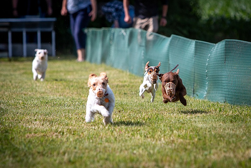 Midwest Jack Russell Terrier Club Fun Day, June 15th 2024