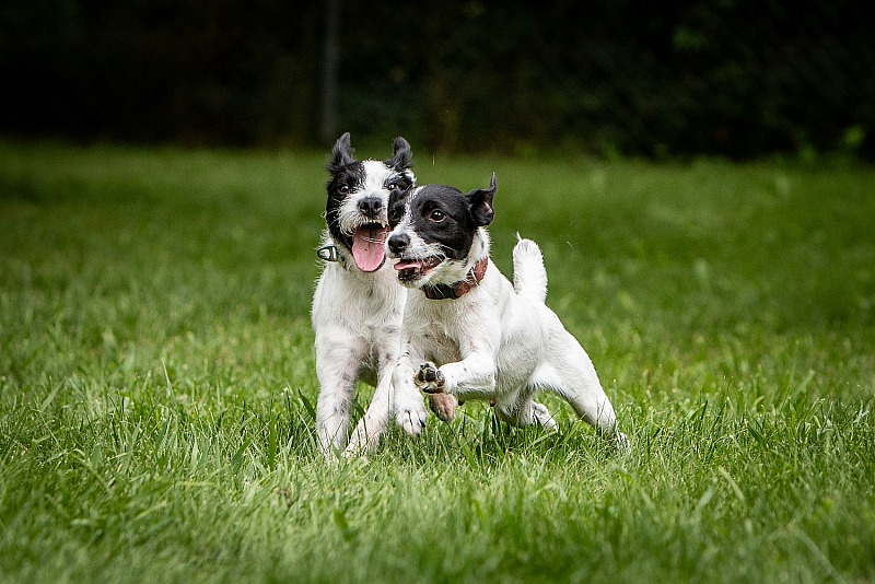 Moon Crest Jack Russell Terriers, July 2024