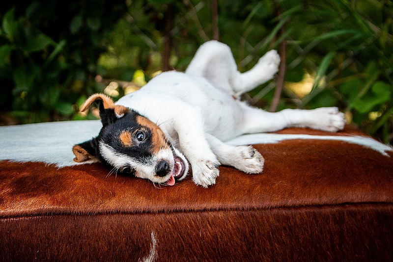 Moon Crest Jack Russell Terriers, July 2025