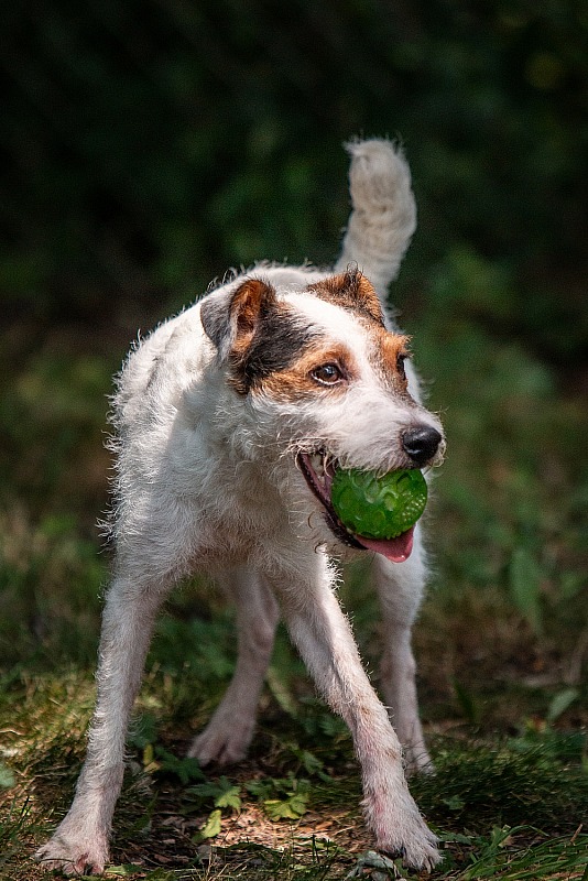 Moon Crest Jack Russell Terriers, July 2026
